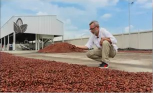 Revisión del cacao en el área de secado