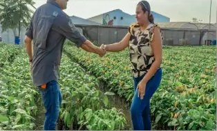 Apretón de manos entre un técnico y una productora en una plantación de cacao