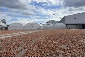 Cacao secándose al sol frente a las instalaciones de secado